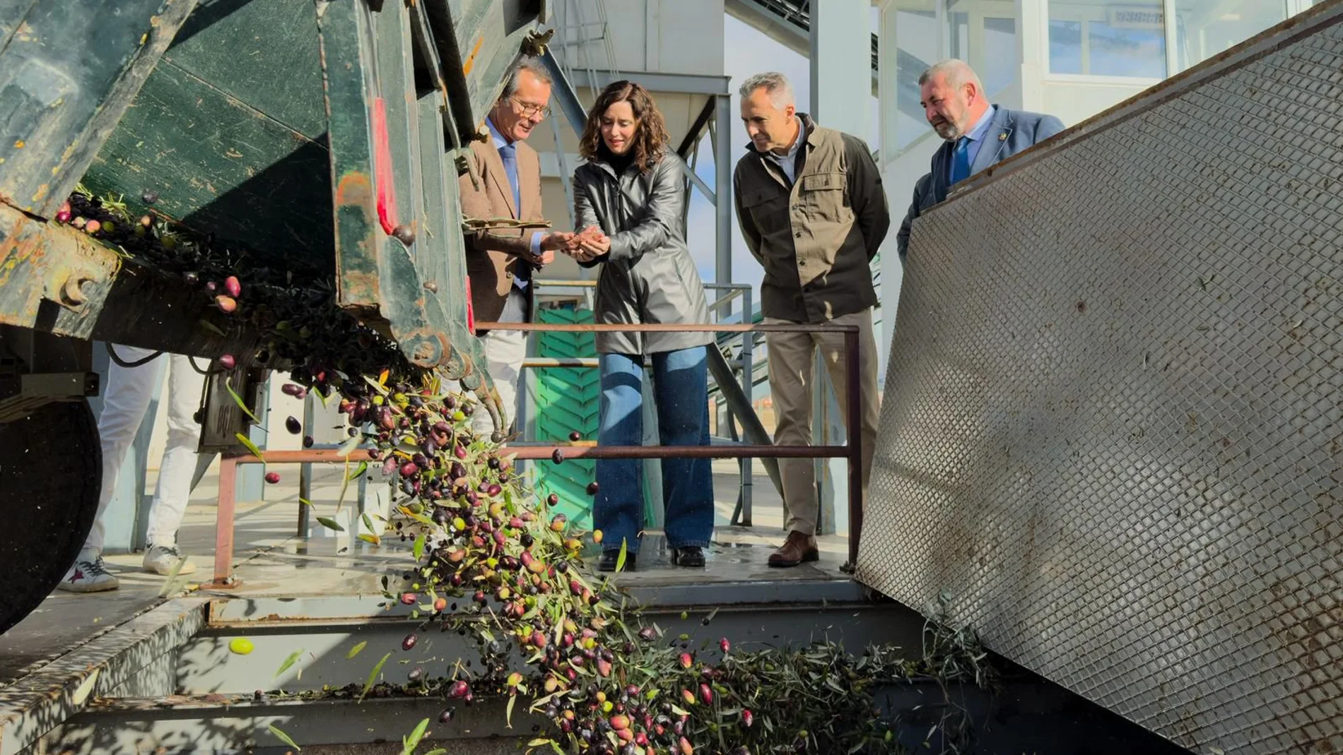 La presidenta, Isabel Díaz Ayuso, visita una plantación de aceitunas