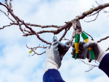 4 plantas que debes podar en diciembre antes de que sea demasiado tarde