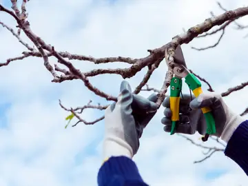 4 plantas que debes podar en diciembre antes de que sea demasiado tarde 4 plantas que debes podar en diciembre antes de que sea demasiado tarde