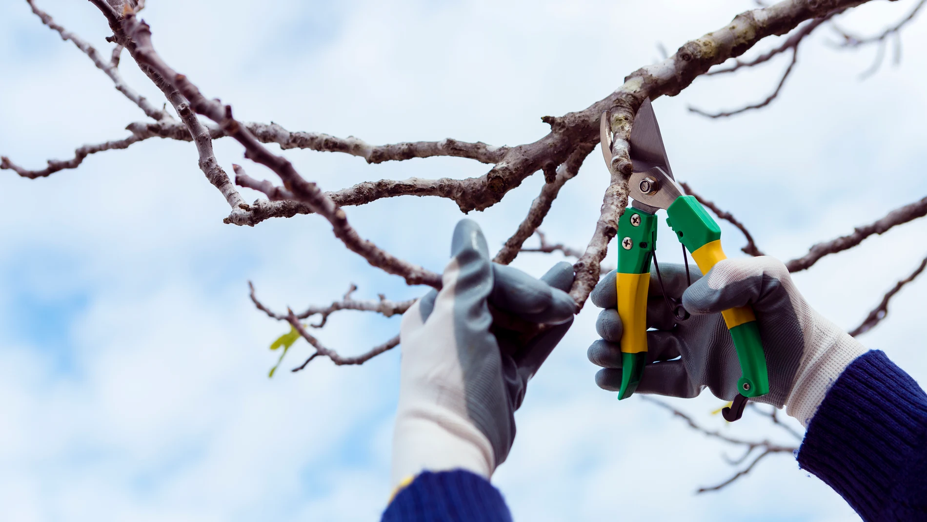 4 plantas que debes podar en diciembre antes de que sea demasiado tarde