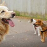 Los due&ntilde;os de perros se enfrentan a sanciones y multas de miles de euros si no recogen los excrementos de sus mascotas en muchos municipios espa&ntilde;oles