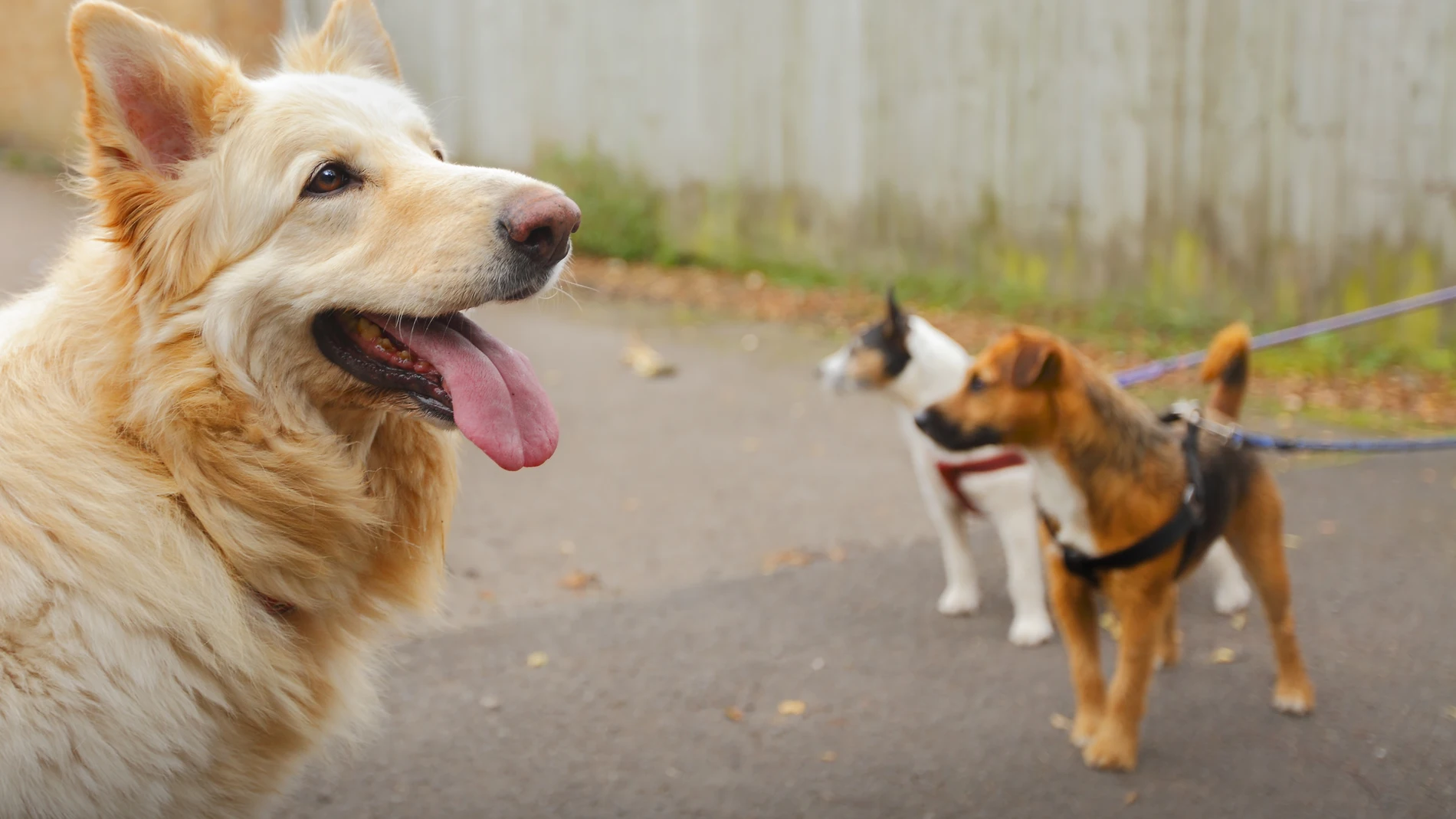 Los dueños de perros se enfrentan a sanciones y multas de miles de euros si no recogen los excrementos de sus mascotas en muchos municipios españoles