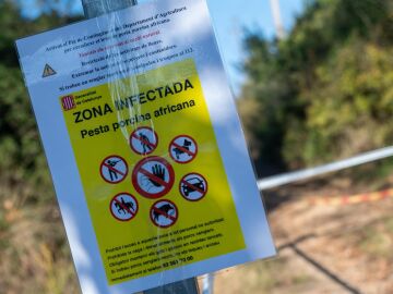 La gestión de la peste porcina, en manos de la Unión Europea