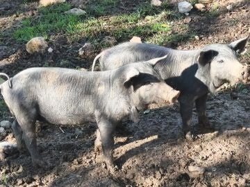El Govern traslada un mensaje de serenidad ante la peste porcina y recuerda que están activas las medidas de vigilancia