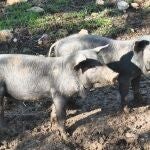 El Govern traslada un mensaje de serenidad ante la peste porcina y recuerda que est&aacute;n activas las medidas de vigilancia
