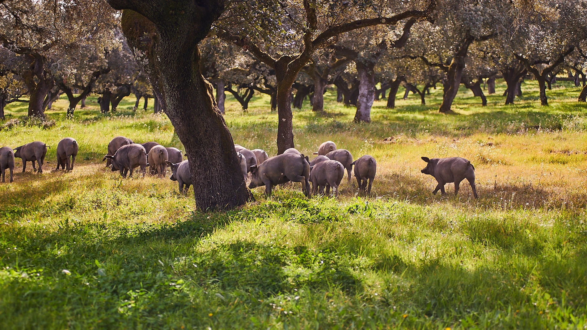 En las dehesas españolas se vive ahora la «montanera», la época en que el cerdo ibérico circula a sus anchas comiendo bellotas
