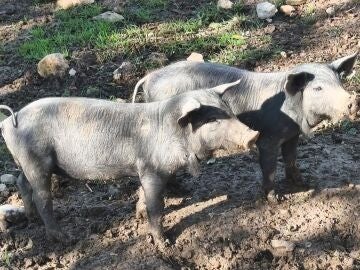 VÍDEO: Economía.- (AMP) El Gobierno investiga si el brote de peste porcina se ha generado en un laboratorio