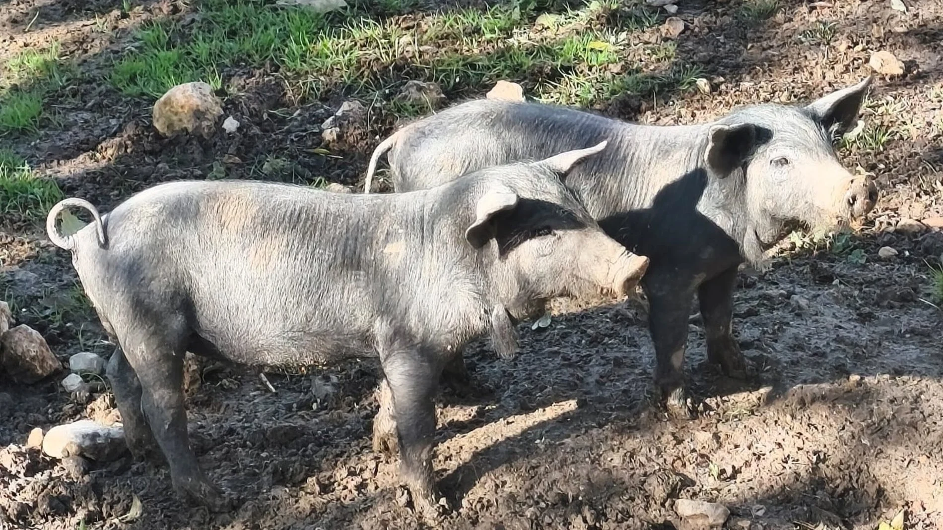 VÍDEO: Economía.- (AMP) El Gobierno investiga si el brote de peste porcina se ha generado en un laboratorio