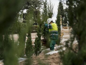 Un operario plantando los cipreses en el laberinto vegetal