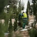 Un operario plantando los cipreses en el laberinto vegetal
