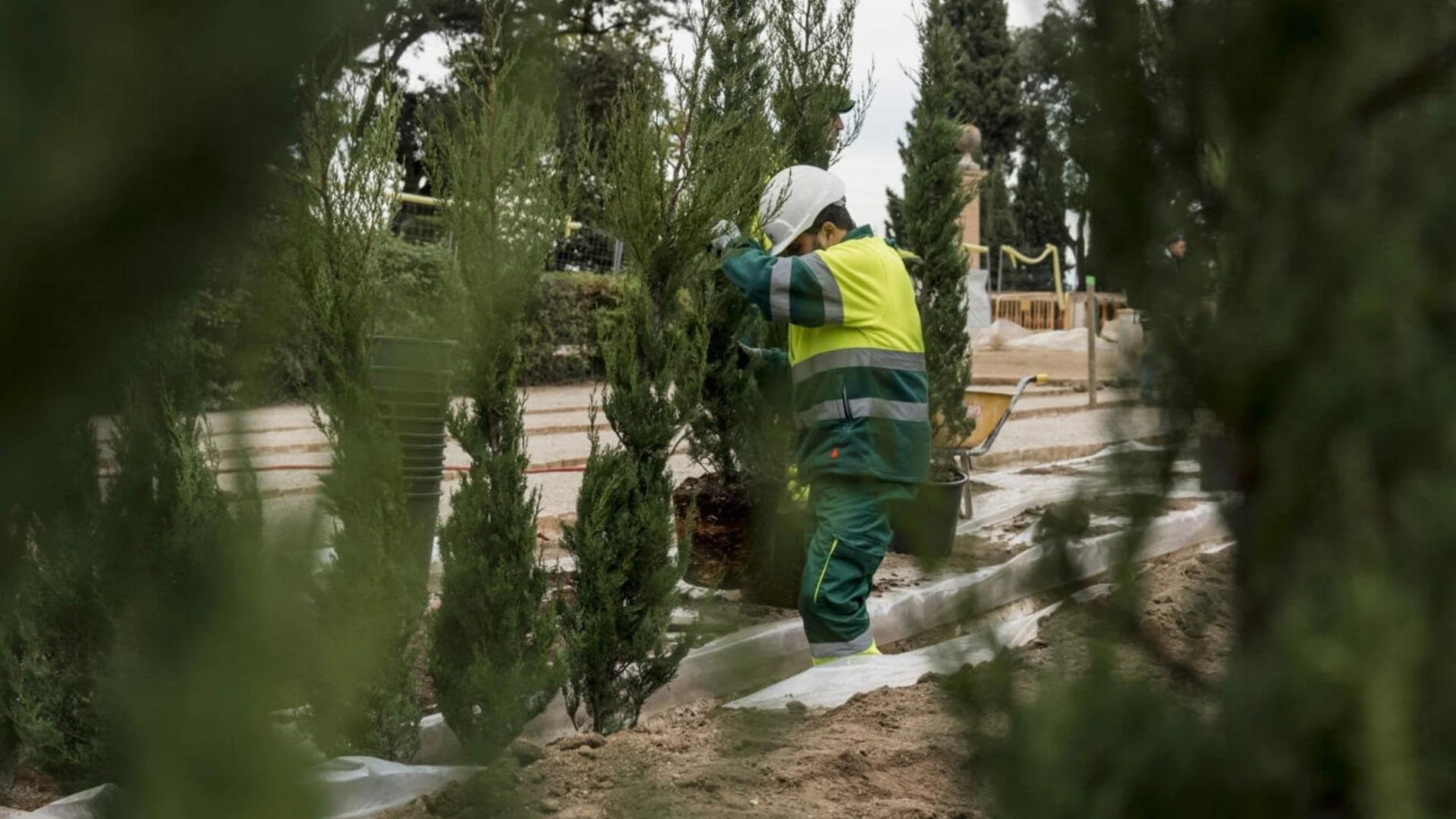 Un operario plantando los cipreses en el laberinto vegetal
