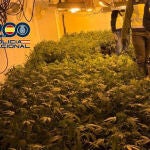 Desmantelan en Xirivella (Valencia) un cultivo de marihuana 'indoor' con cerca de 600 plantas