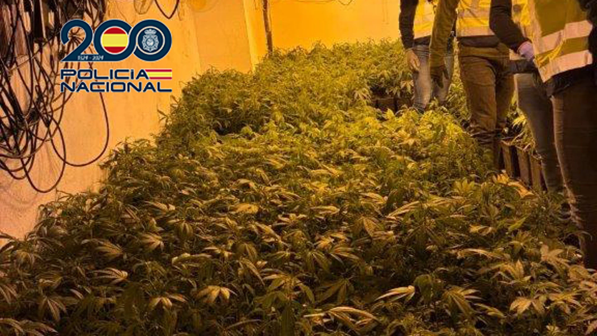 Desmantelan en Xirivella (Valencia) un cultivo de marihuana 'indoor' con cerca de 600 plantas