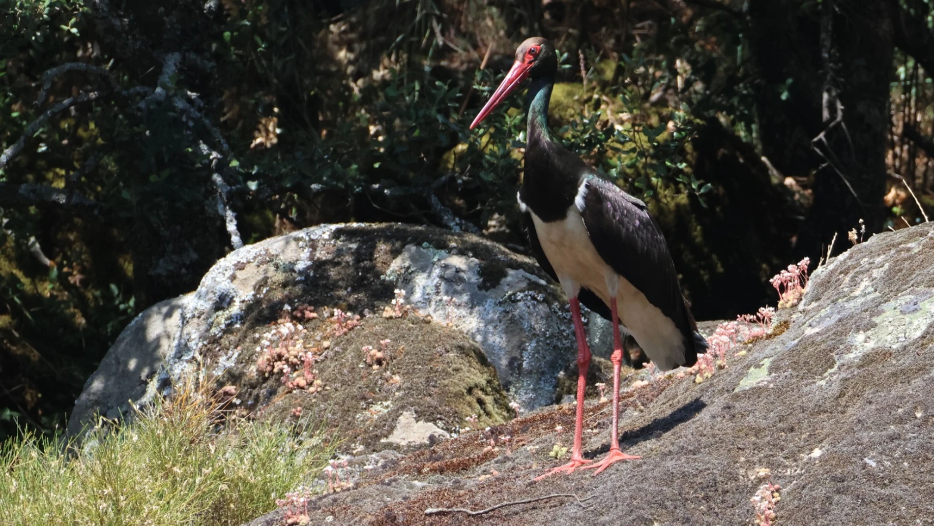 Ejemplar de cigüeña negra en Castilla y León