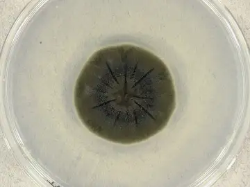 Muestras de Cladosporium sphaerospermum cultivadas en patata Chernóbil