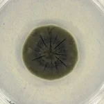 Muestras de Cladosporium sphaerospermum cultivadas en patata