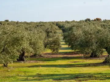 Imagen de campos de olivos en las sierras andaluzas Imágenes de campos de olivos en las sierras andaluzas. A 9 de diciembre de 2025 en Córdoba, Andalucía (España). Los olivares de Andalucía muestran una abundante producción de aceitunas en plena campaña de recogida. Las explotaciones agrarias de la región trabajan para su pronta recolección.09 DICIEMBRE 2025Francisco J. Olmo / Europa Press09/12/2025