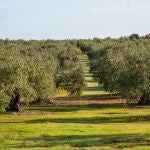 Imagen de campos de olivos en las sierras andaluzas