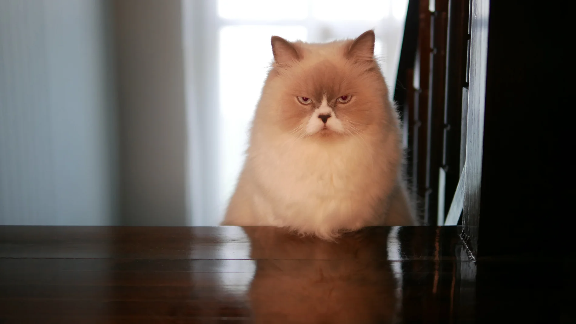 ¿Cuál es el mejor castigo para que un gato entienda?