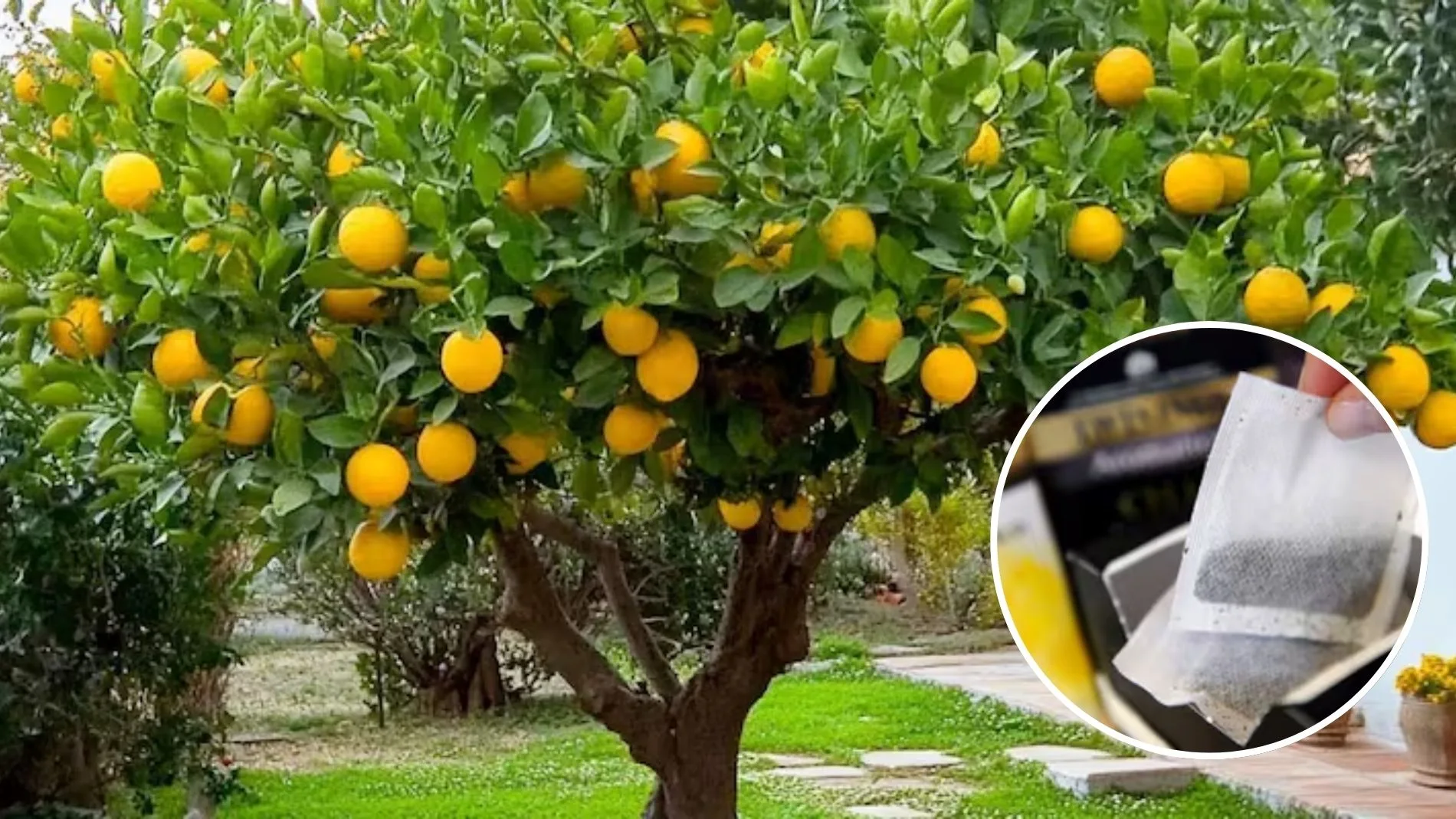 Colgar saquitos de té en las ramas del limonero: por qué recomiendan hacerlo y para qué sirve