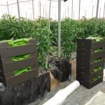 Cajas de pimientos recolectados en un invernadero de Almer&iacute;a.