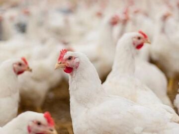 Econom&iacute;a-CyL levanta restricciones en zonas afectadas por gripe aviar y mantiene la prohibici&oacute;n de concentraci&oacute;n de aves