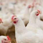 Econom&iacute;a-CyL levanta restricciones en zonas afectadas por gripe aviar y mantiene la prohibici&oacute;n de concentraci&oacute;n de aves