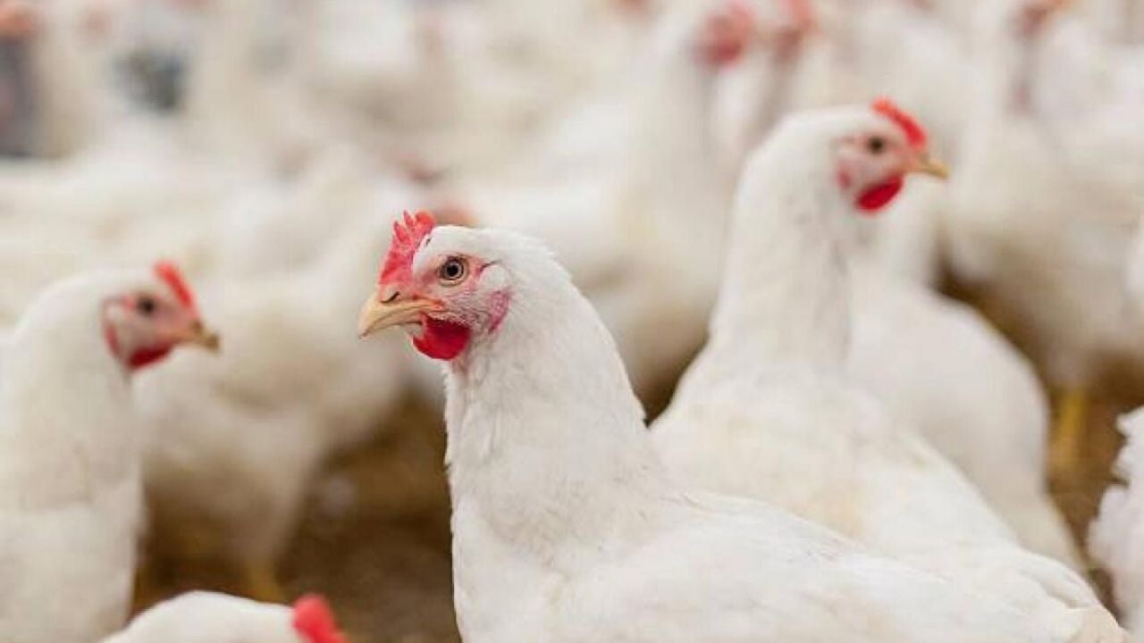カタルーニャ州、ウルジェルで新たな鳥インフルエンザの感染者が検出されたことを確認