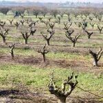 Agricultura abona m&aacute;s de 4,3 millones en ayudas de la PAC a Zonas con Limitaciones Naturales (ZLN)