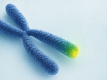 Los tel&oacute;meros son estructuras del ADN relacionadas con el envejecimiento y la longevidad