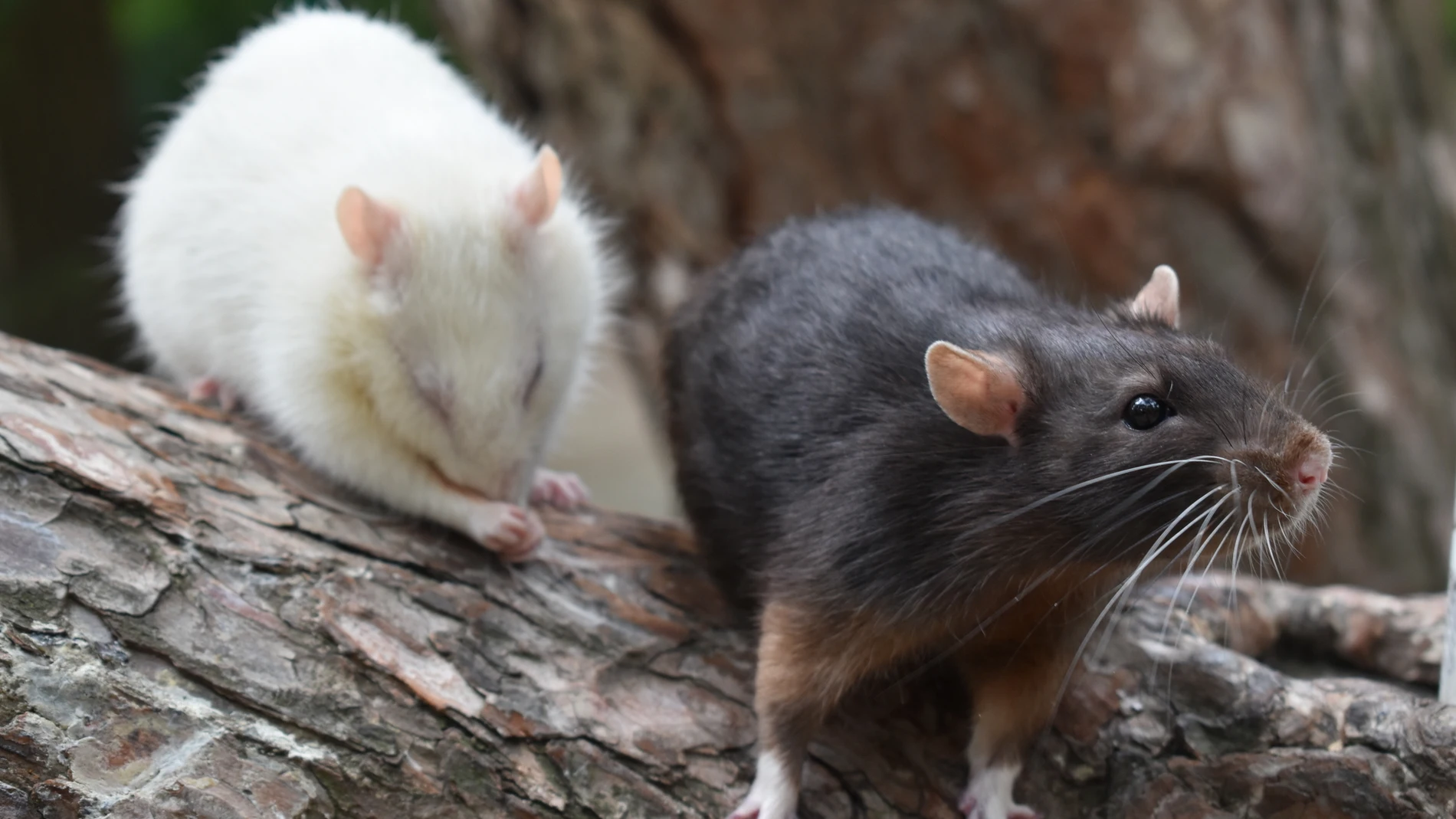 ¿Cómo se llama a un grupo de ratas? Su nombre muy pocos lo conocen, y ...