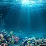 Una pandemia marina golpea a Espa&ntilde;a y deja a una especie clave del ecosistema al borde de la extinci&oacute;n