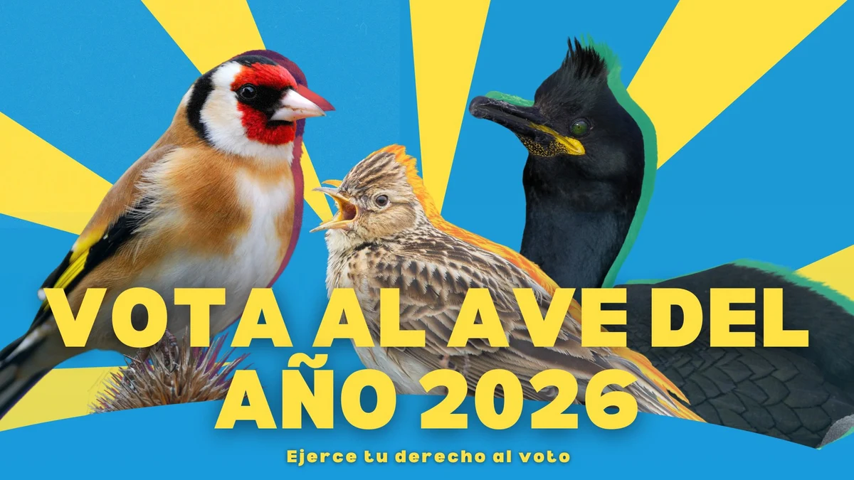 La alondra común, el cormorán moñudo y el jilguero europeo, candidatas a Ave del Año 2026