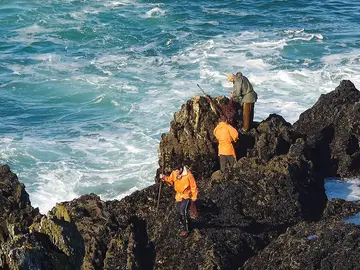 Imagen de archivo de percebeiros trabajando. Imagen de archivo de percebeiros trabajando.