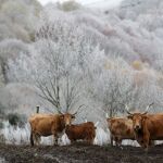 Econom&iacute;a.- UPA pide al Ministerio de Agricultura que "se ponga las pilas" tras los focos de dermatosis en Francia