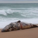 Encuentran una ballena muerta en las playas de Girona arrastrada por el temporal