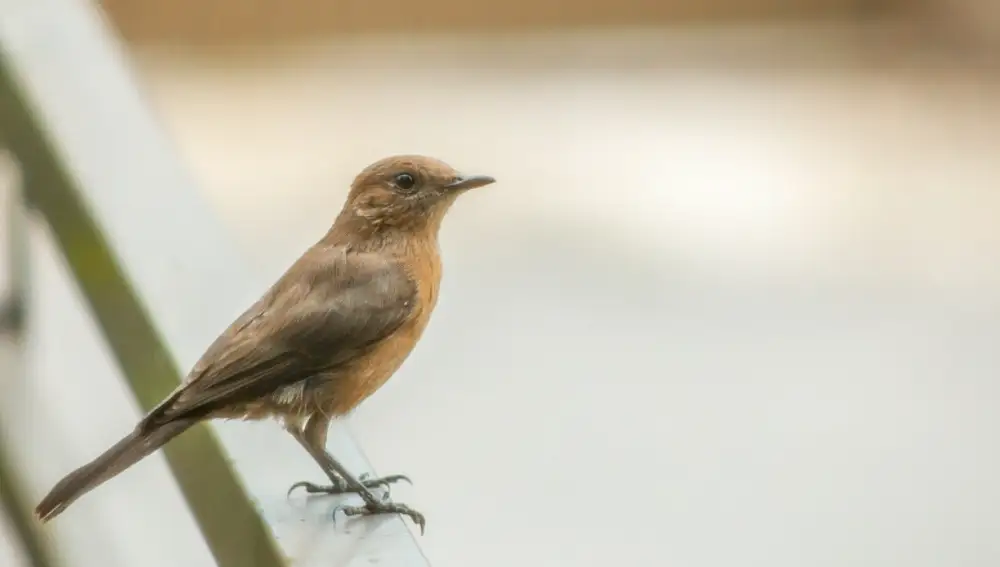 ¿Ves pájaros posarse en tu ventana o balcón? Esto significa según el Feng Shui