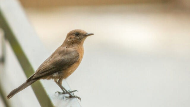 &iquest;Ves p&aacute;jaros posarse en tu ventana o balc&oacute;n? Esto significa seg&uacute;n el Feng Shui