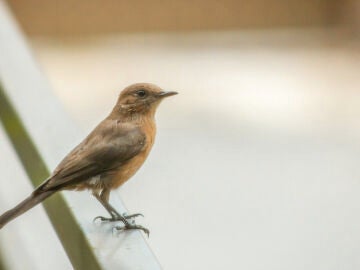 &iquest;Ves p&aacute;jaros posarse en tu ventana o balc&oacute;n? Esto significa seg&uacute;n el Feng Shui
