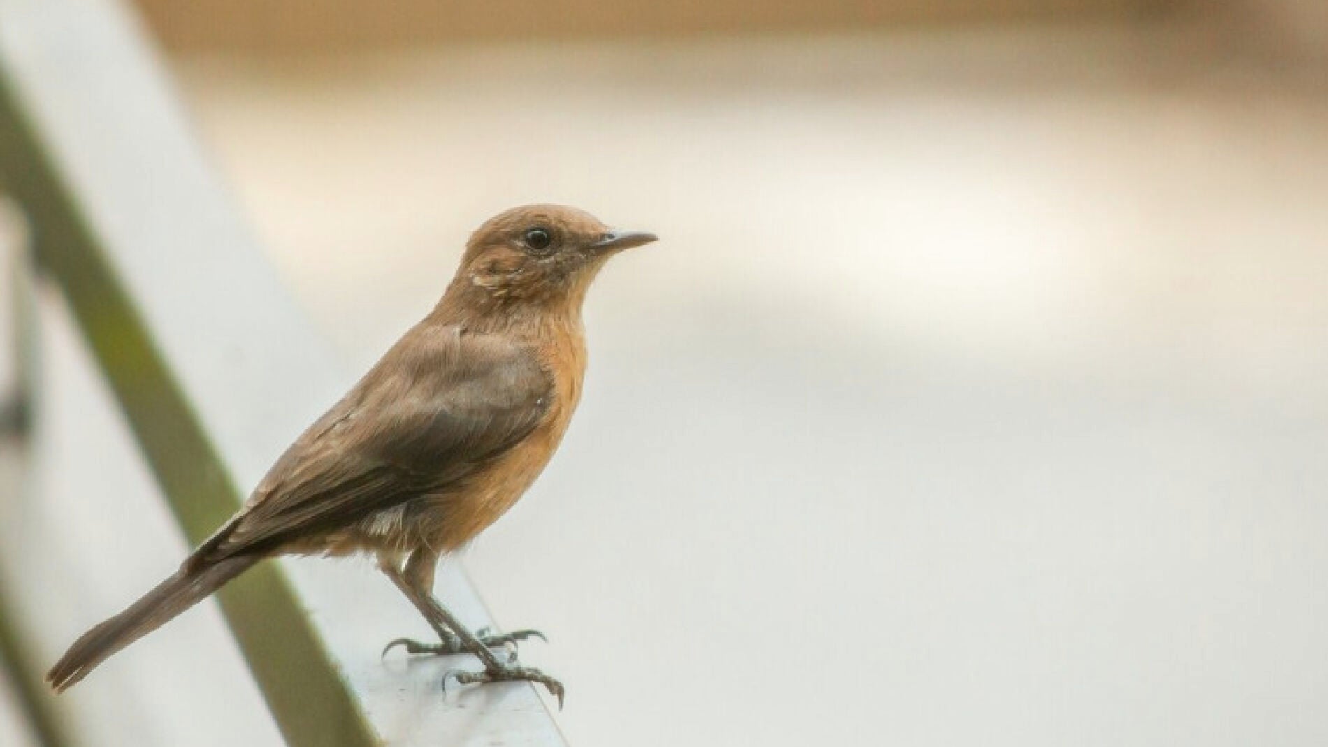 Un simple gesto puede ser clave para ayudar a un pájaro herido tras chocar con un cristal