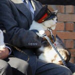 Los gatos, animales terap&eacute;uticos