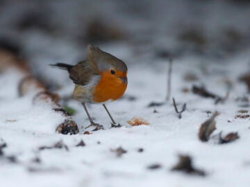 Lugo 09/01/2026.- Galicia sigue sufriendo los efectos de la borrasca Goretti, que este viernes trae una masa de aire muy fr&iacute;o con vientos fuertes y temporal mar&iacute;timo en el litoral, as&iacute; como una cota de nieve de 900-1.000 metros. En la imagen un petirrojo soporta el frio invierno en O Cebreiro, Lugo. EFE / Eliseo Trigo. 