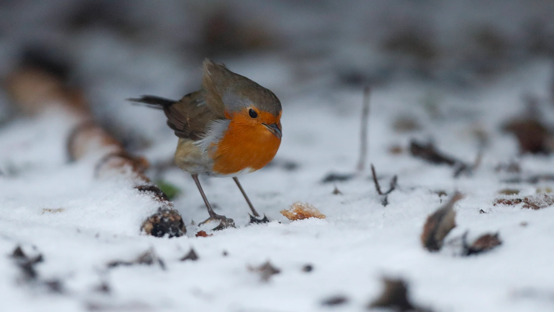 Lugo 09/01/2026.- Galicia sigue sufriendo los efectos de la borrasca Goretti, que este viernes trae una masa de aire muy frío con vientos fuertes y temporal marítimo en el litoral, así como una cota de nieve de 900-1.000 metros. En la imagen un petirrojo soporta el frio invierno en O Cebreiro, Lugo. EFE / Eliseo Trigo.