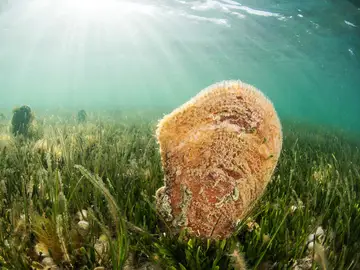 La nacra vuelve a reproducirse en el Mar Menor La nacra vuelve a reproducirse en el Mar Menor