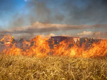 Los matorrales y pinares se quemaron más que otros tipos de vegetación en 2025. Los matorrales y pinares se quemaron más que otros tipos de vegetación en 2025.