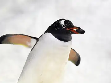 La sorprendente adaptación climática de los pingüinos antárticos La sorprendente adaptación climática de los pingüinos antárticos