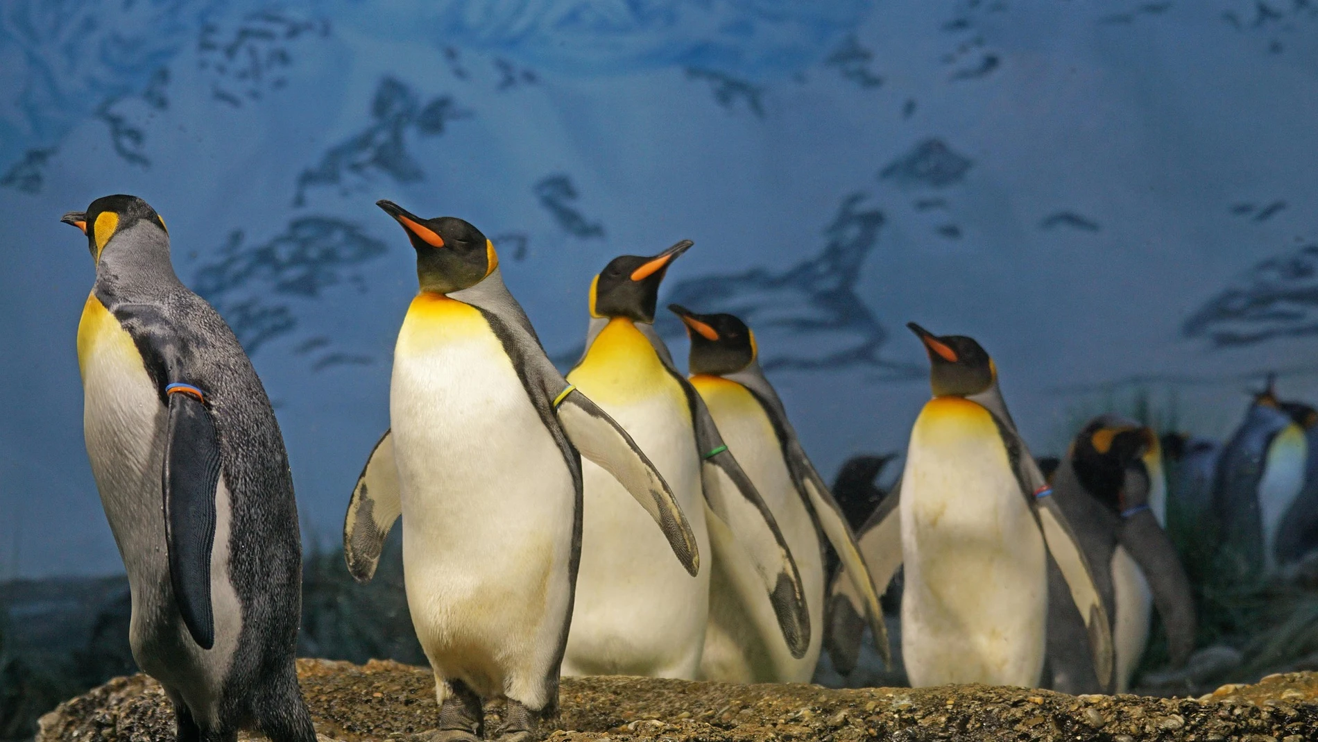 Descubren una especie de pingüino desconocida para la ciencia por primera vez en más de un siglo