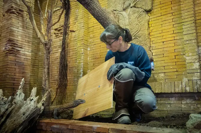 Cómo hacer una ecografía colaborativa a un «saurio viviente» Cómo hacer una ecografía colaborativa a un «saurio viviente»