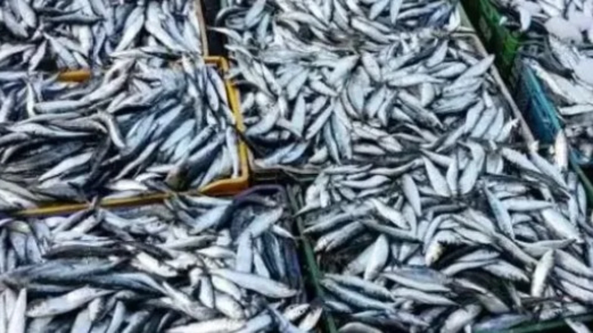 Sardinas