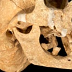 Cr&aacute;neo del ballero (Cr&eacute;dito: Rissech et al, Heritage (2025)